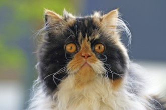 Persian cat, Long-haired cat, Backlight