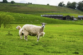 Sheeps and Farms in Yorkshire Dales National Park, North Yorkshire, England, United Kingdom, Europe