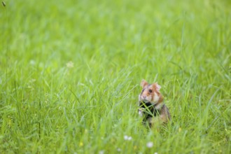 A European hamster (Cricetus cricetus), Eurasian hamster, black-bellied hamster or common hamster,