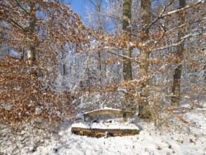 Beech woodland (Fagus sylvatica), and an old wooden bench covered in hoarfrost and snow, against a