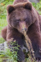 A young male Eurasian brown bear (Ursus arctos arctos) sits on a meadow behind some vegetation