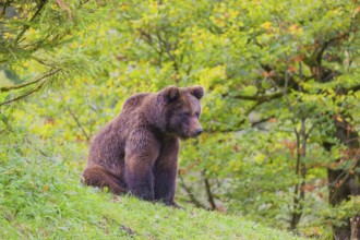 A young male Eurasian brown bear (Ursus arctos arctos) sits on a meadow