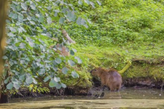 A (greater) capybara (Hydrochoerus hydrochaeris) searches for food in the dense riparian vegetation