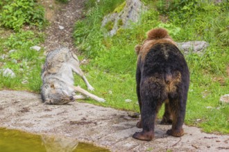 A eurasian grey wolf (Canis lupus lupus) meets an european brown bear (Ursus arctos arctos) and