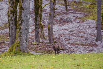 An adult chamois (Rupicapra rupicapra) stands in an open forest of Sycamore maple trees, Acer