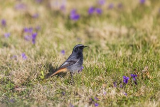 Black redstart (Phoenicurus ochruros), adult male standing on a lawn, surrounded by flowering