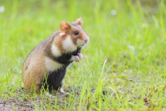 A European hamster (Cricetus cricetus), Eurasian hamster, black-bellied hamster or common hamster,