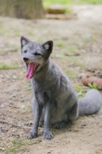 Portrait of a young arctic fox (Vulpes lagopus), (white fox, polar fox, or snow fox) that sits on