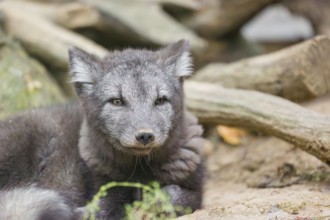 A young arctic fox (Vulpes lagopus), (white fox, polar fox, or snow fox) rests between driftwood