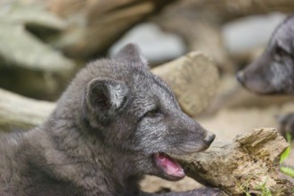 Two young arctic foxes (Vulpes lagopus), (white fox, polar fox, or snow fox) rest between driftwood