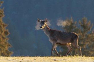 A female red deer (Cervus elaphus) stands in the first light of day on a meadow covered in hoar