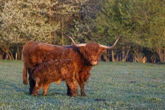 A highland cow (Bos primigenius taurus) suckles her calf