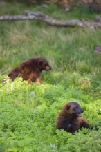 Two wolverine (Gulo gulo) rest on a green meadow at a forest edge