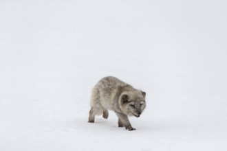 One arctic fox (Vulpes lagopus), (white fox, polar fox, or snow fox) running over a snow covered