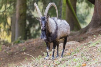 One male bezoar ibex (Capra aegagrus aegagrus) stands at a forest edge on hilly ground