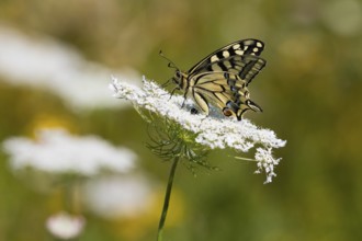 Swallowtail Butterfly (Papilio machaon), resting on a wild carrot (Daucus carota subsp. carota)