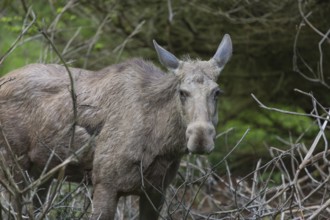 Moose (Alces alces) cow with trees and green grass around