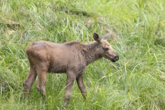 Moose (Alces alces) calf standing on a wet meadow. Green grass around