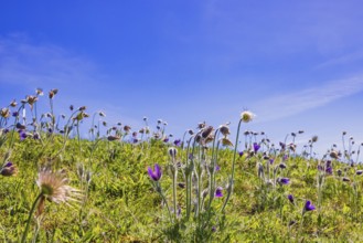 Blooming Pasqueflower (Pulsatilla vulgaris) in a meadow a sunny spring day with a clear blue sky