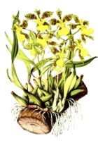 Oncidium janeirense, orchid species from South America, plant and flower, digitally reworked