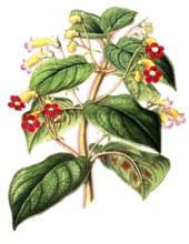 Kohleria inaequalis, as Tydaea warscewiczii, an evergreen perennial reaching up to one metre in