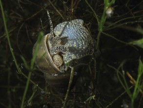 A river cover snail, Viviparus viviparus, between aquatic plants, Wildsau dive site, Berlingen,