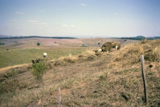 Cattle feed is collected by horse and cart, Fazenda Sant' Anna, Campinas, Brazil, South America