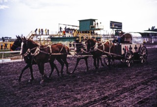 Calgary Exhibition and Stampede, Canada in the late 1970s or early 1980s Chuckwagon Race