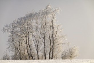 Winter landscape with bushes and trees covered in hoarfrost, Zillertal, Tyrol, Austria, Europe