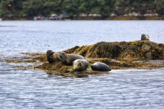 Grey seals (Halichoerus grypus), seal colony on Seal Island, rainy weather, Glengarriff, Bay of