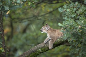 One young cougar, Puma concolor, resting on a big branch high up in an oak tree