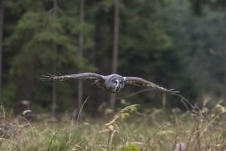 One great grey owl (Strix nebulosa) flying through a spruce forest