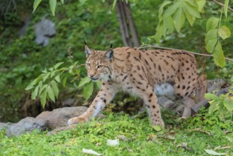 A Eurasian lynx (Lynx lynx) leaves the undergrowth, stalking something