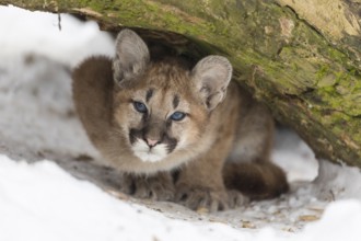 One cougar kitten, Puma concolor, hiding underneath a log, ground covered with snow