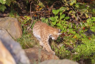 A young Eurasian lynx (Lynx lynx) stands partially in the water of a pond, playing around