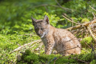 One young (10 weeks old) male Eurasian lynx, (Lynx lynx), sitting in the undergrowth of a forest