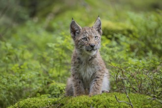 One young (10 weeks old) male Eurasian lynx, (Lynx lynx), resting on a mossy rock on the forest