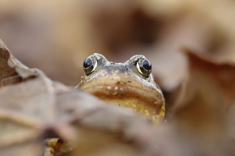 Common frog (Rana temporaria) adult amphibian on a pile of fallen autumn leaves in a garden,