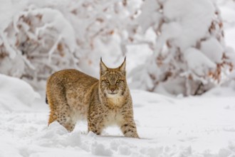 One young male Eurasian lynx, (Lynx lynx), walking through deep snow covered undergrowth in a