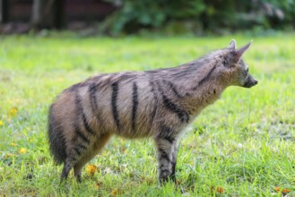 An aardwolf (Proteles cristatus) stands in a green meadow