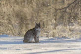 One young male Eurasian lynx, (Lynx lynx), sitting on a snow covered meadow with a forest in the