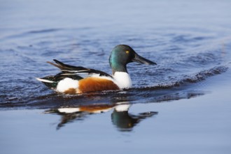 Northern Shoveler (Anas clypeata), male duck swimming on lake, island of Texel, Holland