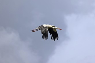 White stork (Ciconia ciconia), flying