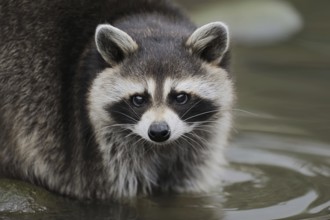 Raccoon (Procyon lotor) in the water, Hesse, Germany, Europe