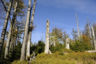 Forest with dead trees and blue sky, Lusen, Bavarian Forest National Park