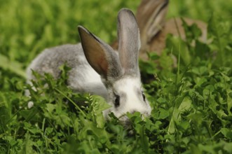 A hare with large ears hiding in the grass, domestic rabbit (Oryctolagus cuniculus forma