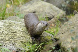 An otter stands attentively on a rock in a wooded area, otter (Lutra lutra), Bavarian Forest