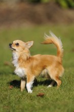 A standing Chihuahua on a green meadow, alert and watchful, Chihuahua, longhair