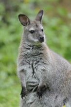 Kangaroo stands upright with an attentive gaze, surrounded by green nature, red-necked wallaby