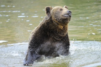 A brown bear playing in the water and looking upwards, Eurasian brown bear (Ursus arctos arctos),